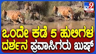 Nagarhole Safari : ನಾಲ್ಕು ಮರಿಗಳೊಂದಿಗೆ ತಾಯಿ ಹುಲಿಯ ದೃಶ್ಯ ನೋಡಿ ಪ್ರವಾಸಿಗರು ಫುಲ್ ಖುಷಿ| #TV9D