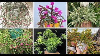 30 Types Of Popular Rhipsalis Pictorial Guide