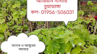 আঙ্গুরের বেশ কিছু বাণিজ্যিক জাত কালেকশান ( many commercial variety grapes plant  collected)