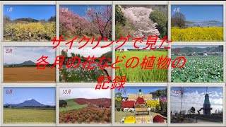 サイクリングで見た花などの植物を月ごとに纏めてみました