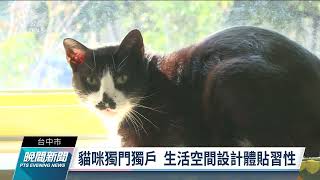 台中后里動物之家 現代化設計打造友善浪貓浪狗空間｜20220130 公視晚間新聞