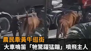 農民牽黃牛逛街　大車鳴笛「牠驚躍猛踹」噴飛主人－民視新聞