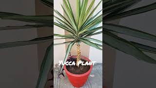 Beautiful Yucca Plant #aadishkiduniya #shorts #yuccaplant