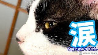 【猫動画】猫の目から涙がキラリ☆【iPhone12Proで撮影】流涙症かもしれない。