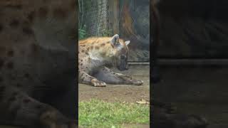 結構可愛いブチハイエナ Vol.39　千葉市動物公園 #shorts