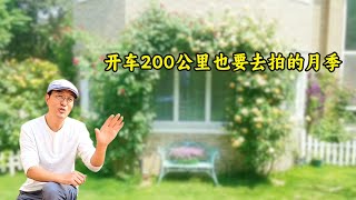 开车来回200多公里，为了拍摄朋友家的一棵月季，这棵月季真的美到我了！#gardening #flowers #plants