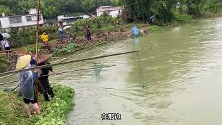 连续暴雨后水库溢出万斤大鱼，下游村民捞了1000斤，场面难得一见