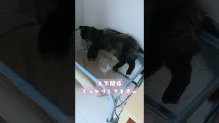 猫も上下関係あるんよ。#ねこ #お昼寝 #黒猫 #保護猫 #元野良猫 #迷い猫 #茶トラ猫 #子猫 #cat #猫のいる暮らし #猫のいる生活 #pecotv