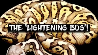 The 'Lightening Bug' Ball Python!