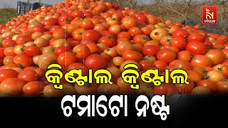 Tomatoes Selling for Rs 1 Per Kg Hits Farmers Hard in Balangir's Agalpur | Tomato Farming Pain