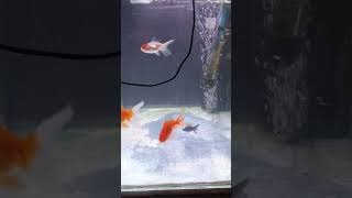 New video on how keep goldfish happy #shorts #aquarium #goldfish