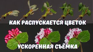 Как распускаются цветы! Ускоренная съёмка. (4K)