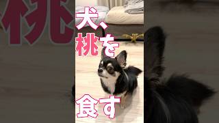 犬、大好きな桃を食べる時はもちろん「待て」は記憶から消える。 #shorts