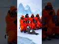 heartwarming seal rescue in the arctic heroes of the ice animals ai wildlife