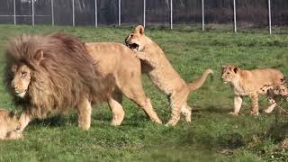 Lions roar |  lions roar lucas & steve #animalsandbirdsofsindh