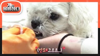 두 얼굴의 강아지? 오늘의 고민견은 야생성 만렙 ‘지킬 앤 하이드 犬’ 호야! [개는 훌륭하다/Dogs Are Incredible] | KBS 230206 방송