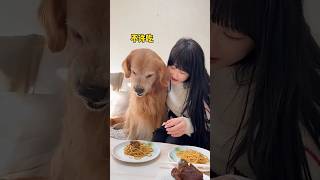 Yuanbao: Don’t you have one yourself? #shortvideo #funnyanimals #pets #ll #funny #funnypetsmoments