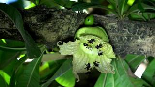 Who Pollinates the Calabash Tree?