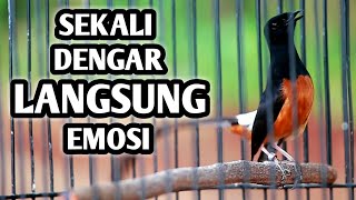 MURAI BATU GACOR FULL ISIAN TEMBAKAN KASAR SANGAT AMPUH MEMANCING EMOSI MURAI BATU LANGSUNG GACOR