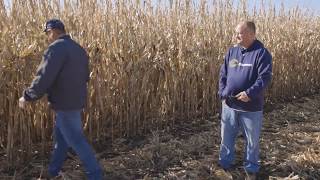 Checking Late-Season Corn Standability | Channel Minnesota #FieldCheckUpFriday