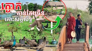 ក្ងោកកាន់តែច្រើននៅលើកោះគោគធ្លក ២០ ០៨ ២៤