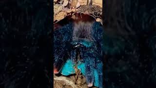 Giant Spider Eating Giant Worm