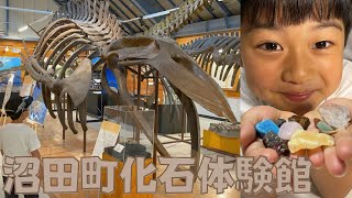 【恐竜大好き】北海道沼田町にある「沼田町化石体験館」に行ってきました🦖おうちでできる化石発掘キットをもらったよ🦖