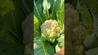 Benefits of Market Vs Homegarden Vegetables #Viral #Shorts #viralshort #homegarden #Cauliflower