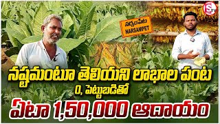 Tobacco farming | పొగాకు సాగు చేసే విధానం | Success Story Tobacco Farming | @sumantvmahabubabad