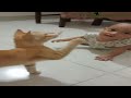 Adorable Fluffy cat helps baby take first steps | Baby And Cat Fun And Cute | Funny Baby Videos