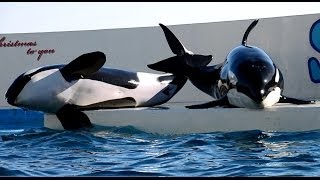 シャチの珍しいじゃれ合い　【鴨川シーワールド】Rare video killer whale are playing！kamogawa sea world :nikon D7000 Full HD動画