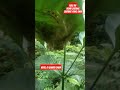 Sarang burung di bawah daun , pesona alam ,dunia binatang ,petualangan ,hutan