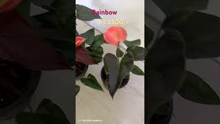 🔴 Sold 🔴 ලස්සනම ලස්සන Rainbow .0758541438 (Whatsapp)