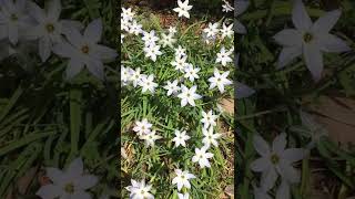 1438道端の草花#ハナニラ#花韮#家の周り#Ipheion uniflorum#around the my house#20220325