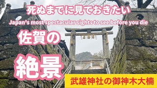 ［遠隔参拝］全国巨木ランキング第7位の樹齢3000年の武雄神社の大楠、武雄神社の夫婦檜、淀姫神社