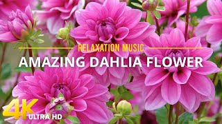 Dahlia Flowers 4K HDR - Dahlia Flowers Bloom with Relaxing Piano Music for Reduce Stress