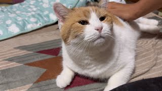 【三毛猫】寝る前はしっかり甘えたいミケ（2024年7月4日）