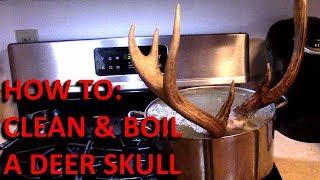 Boiling A Deer Skull For European Mount (Part 1)