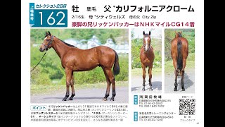 【セレクションセール2022】No 162・シティウェルズ2021