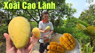 XOÀI CAO LÃNH VÔ MÙA CHÍN RỘ TRÊN CÂY THƠM NỨC MŨI GIÁ RẺ BÈO