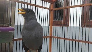 Pancingan Burung Jalak Malas Bunyi Berikan Suara Jalak Kebo Gacor Full Isian Eps 467