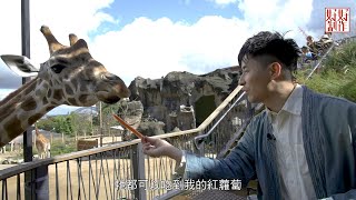 [《重新出發》澳洲篇EP2] Benedict參觀渡假村動物園  訪酒莊品嚐美酒 #開電視 #好好製作 #重新出發 #袁學謙 #旅遊 #悉尼