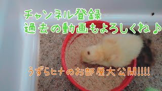 並うずら雛のお部屋大公開!!!!