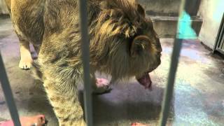 #22 Apr 2015 Lion at Kushiro zoo, Hokkaido, Japan