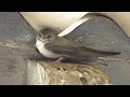 crag martin