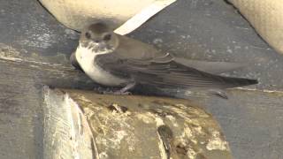 Crag Martin