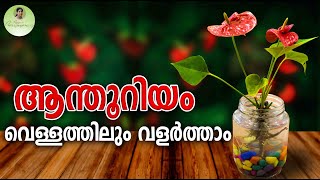 ആന്തൂറിയം എങ്ങനെ വെള്ളത്തിലും വളർത്താം | Tips to Grow Anthurium Plants in Water