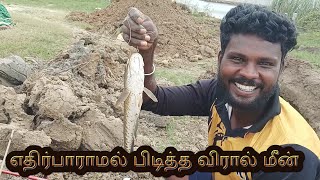 எதிர்பாராமல் பிடித்த விரால் மீன்#shortsvideo #tamil #viralreels #viral #fishing#trending