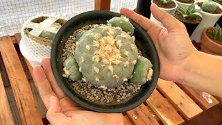 Unboxing Lophophora Fricii Ibo