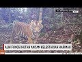 Alih Fungsi Hutan Ancam Kelestarian Harimau